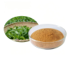 Green Tea Extract Powder